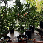 Lane Late Navel Orange Tree