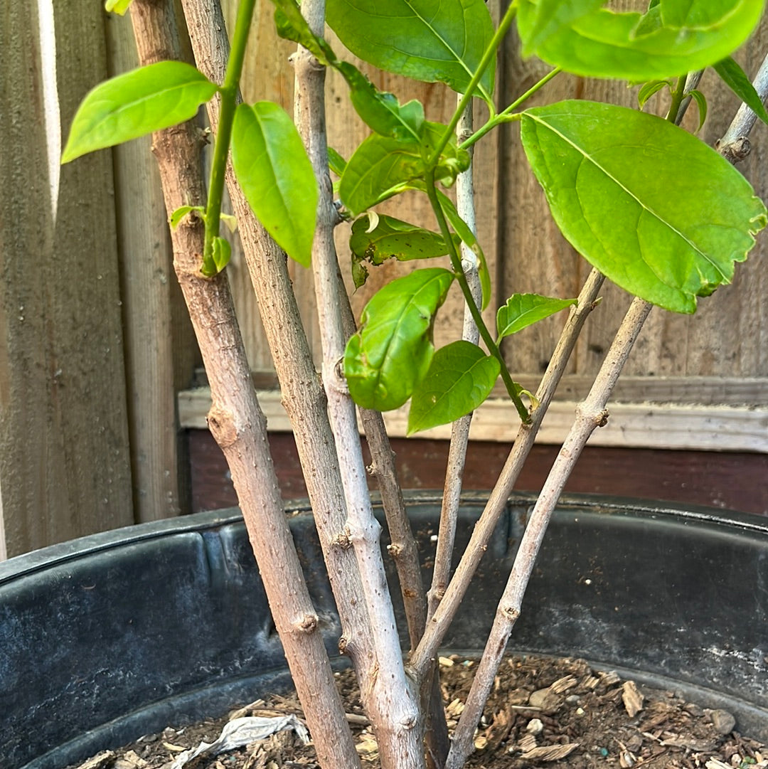 potted Large-Flowered Wintersweet with green leaves and bare branches in a pot against a wooden fence.
