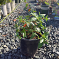 Large Firecracker Plant