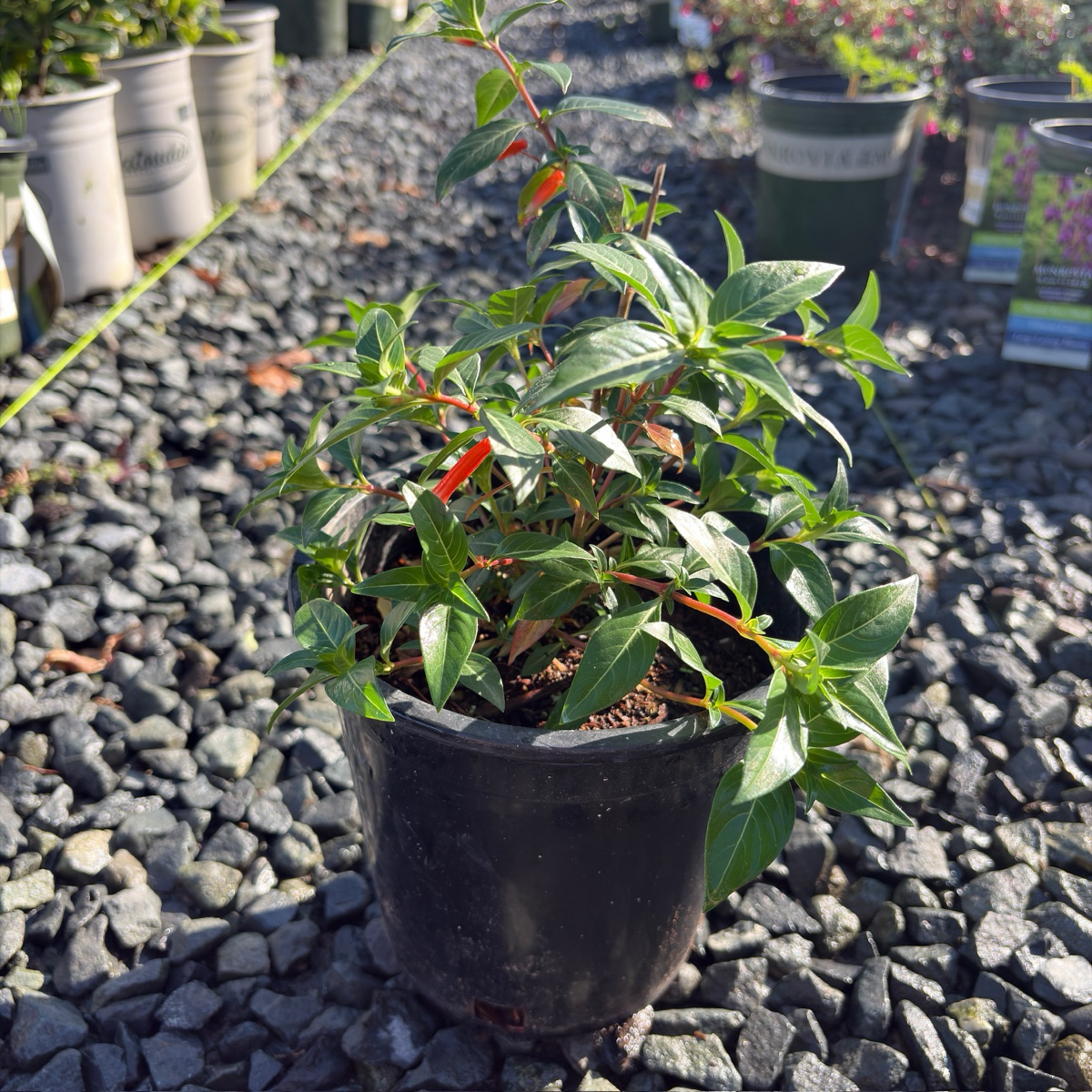 Large Firecracker Plant