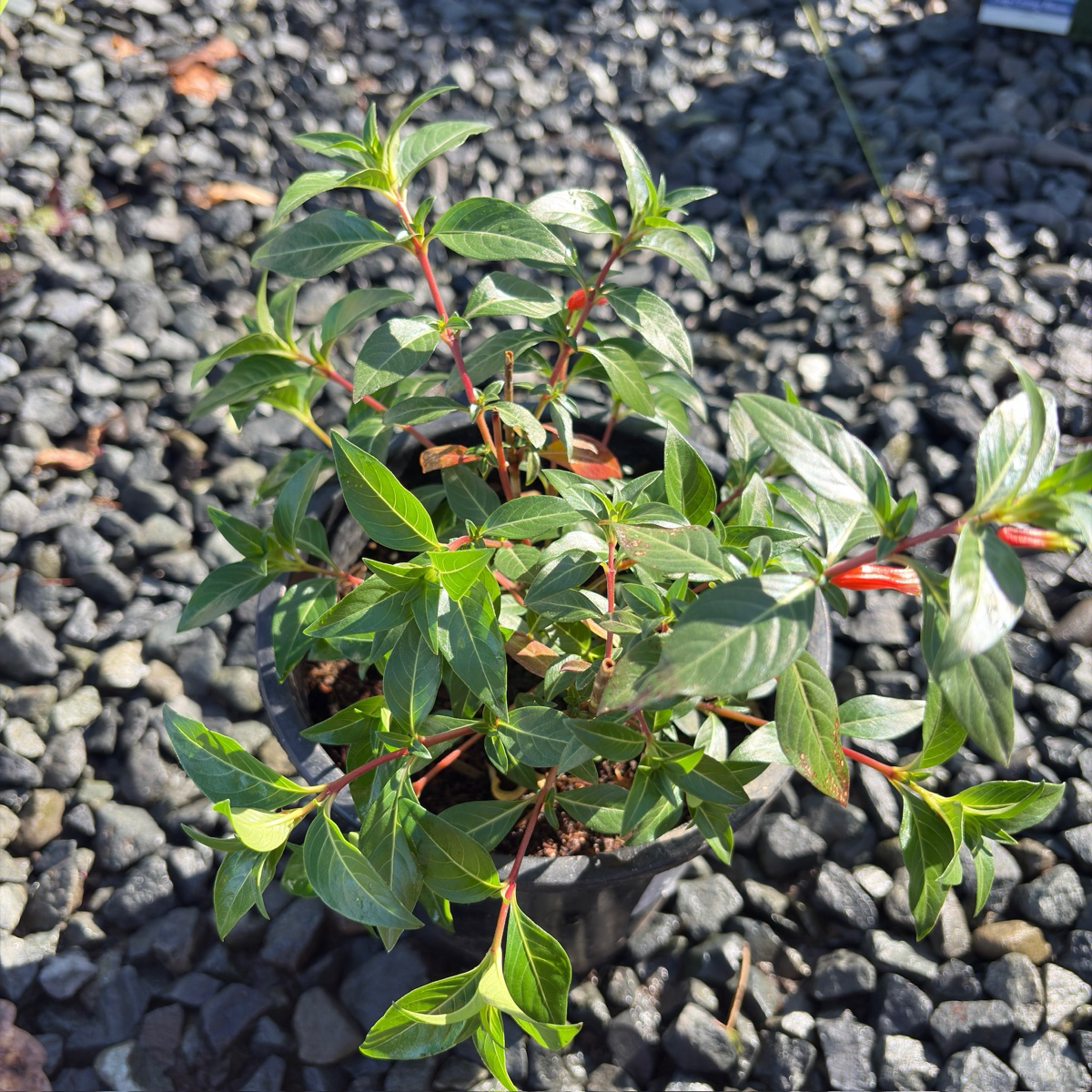 Large Firecracker Plant
