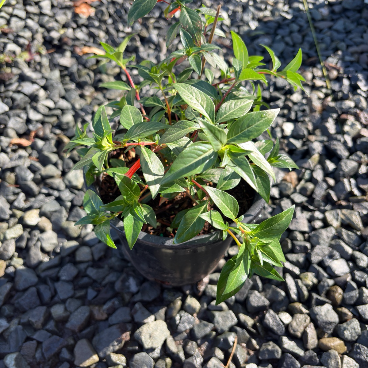Large Firecracker Plant