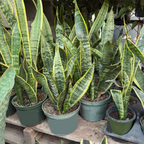 Laurentii Snake Plant