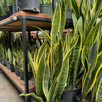 Laurentii Snake Plant
