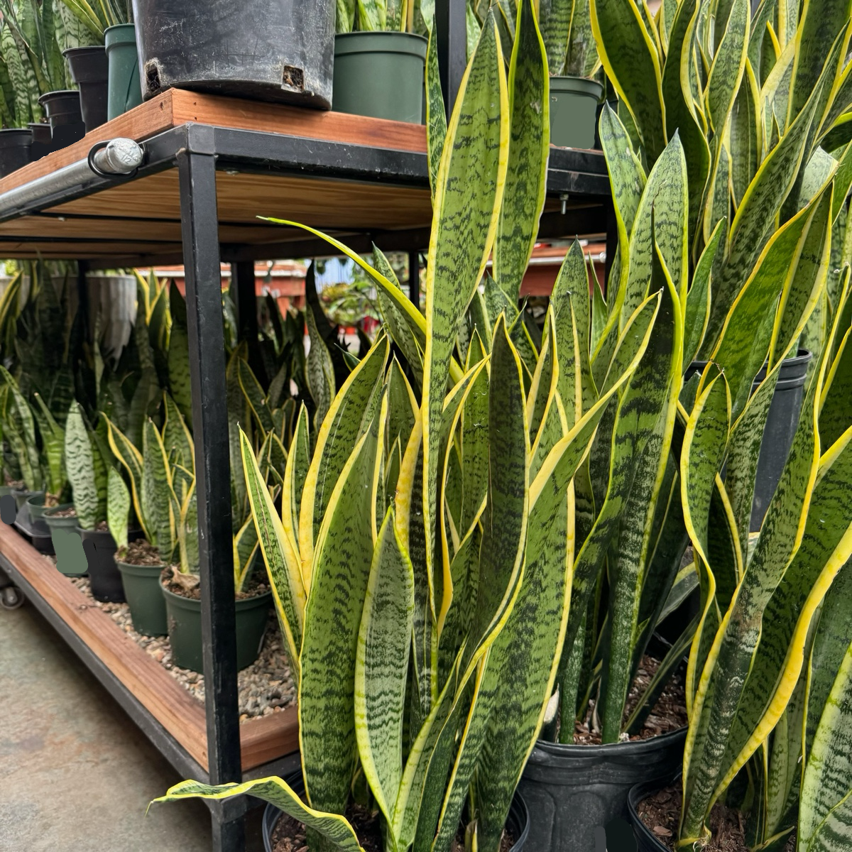 Laurentii Snake Plant