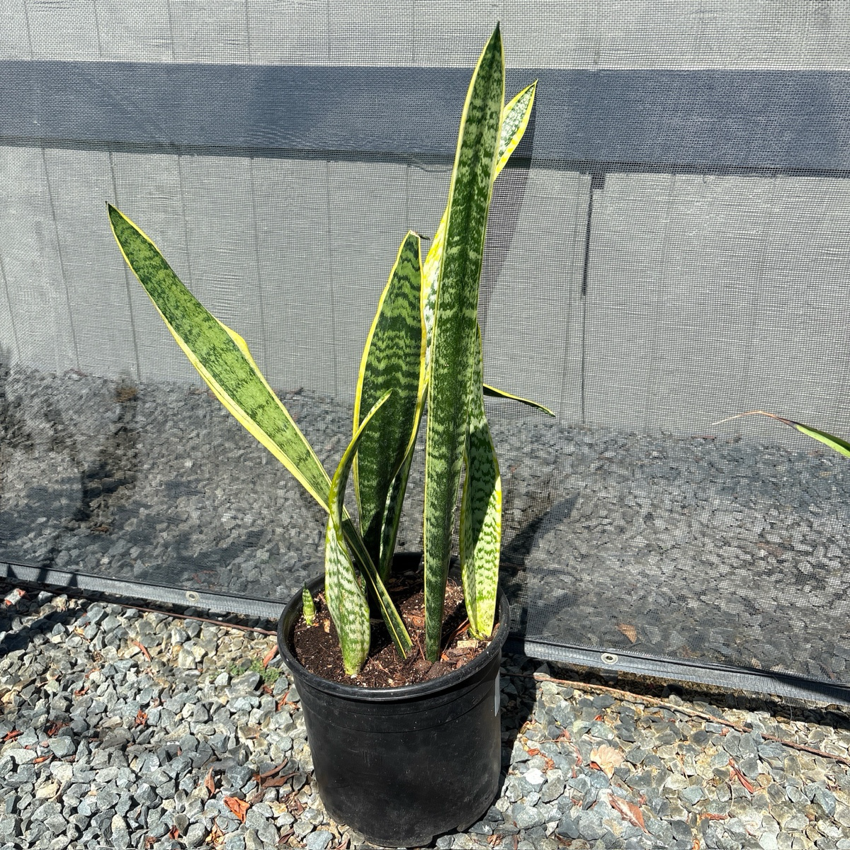 Laurentii Snake Plant
