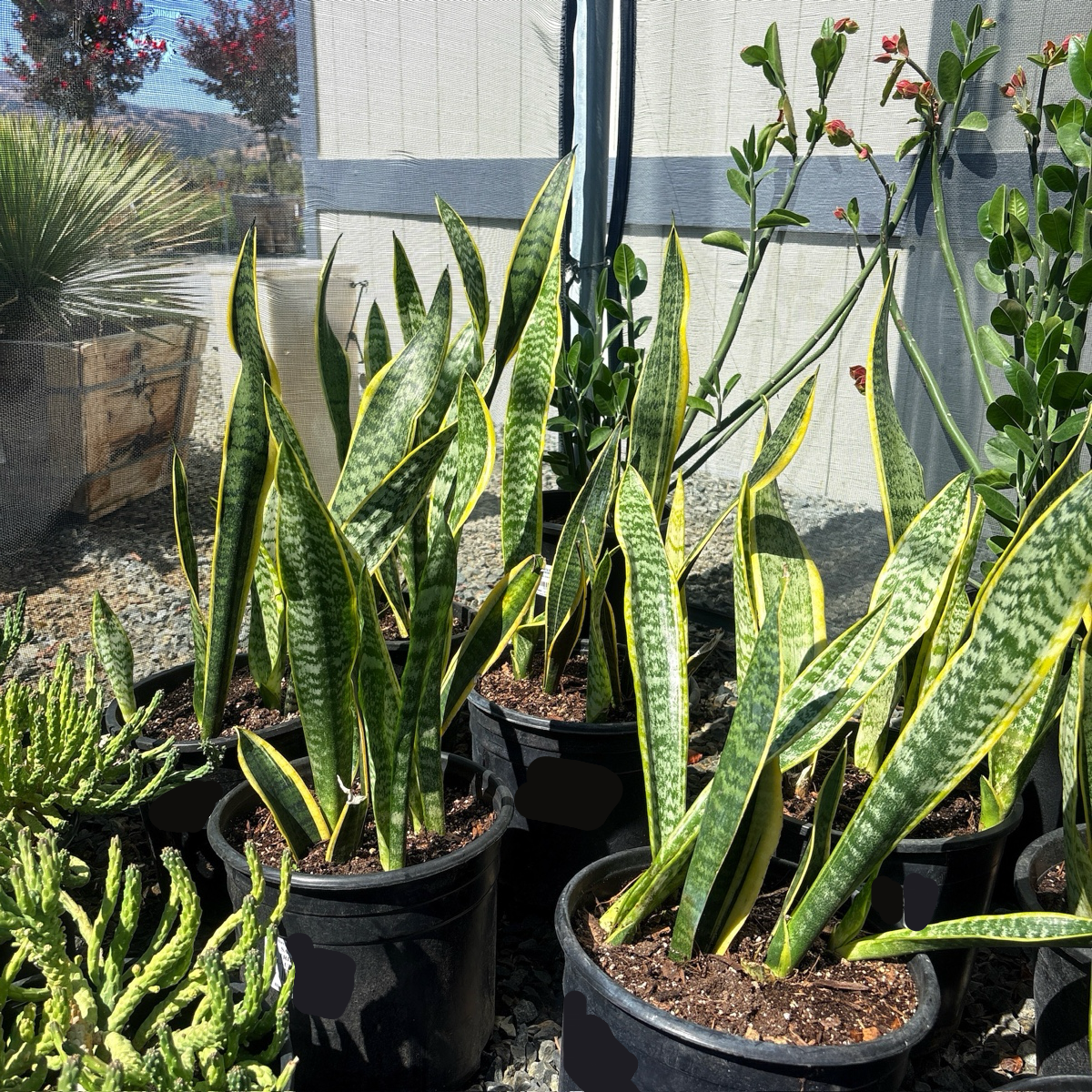 Laurentii Snake Plant