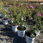 Lavender Chiffon Rose of Sharon