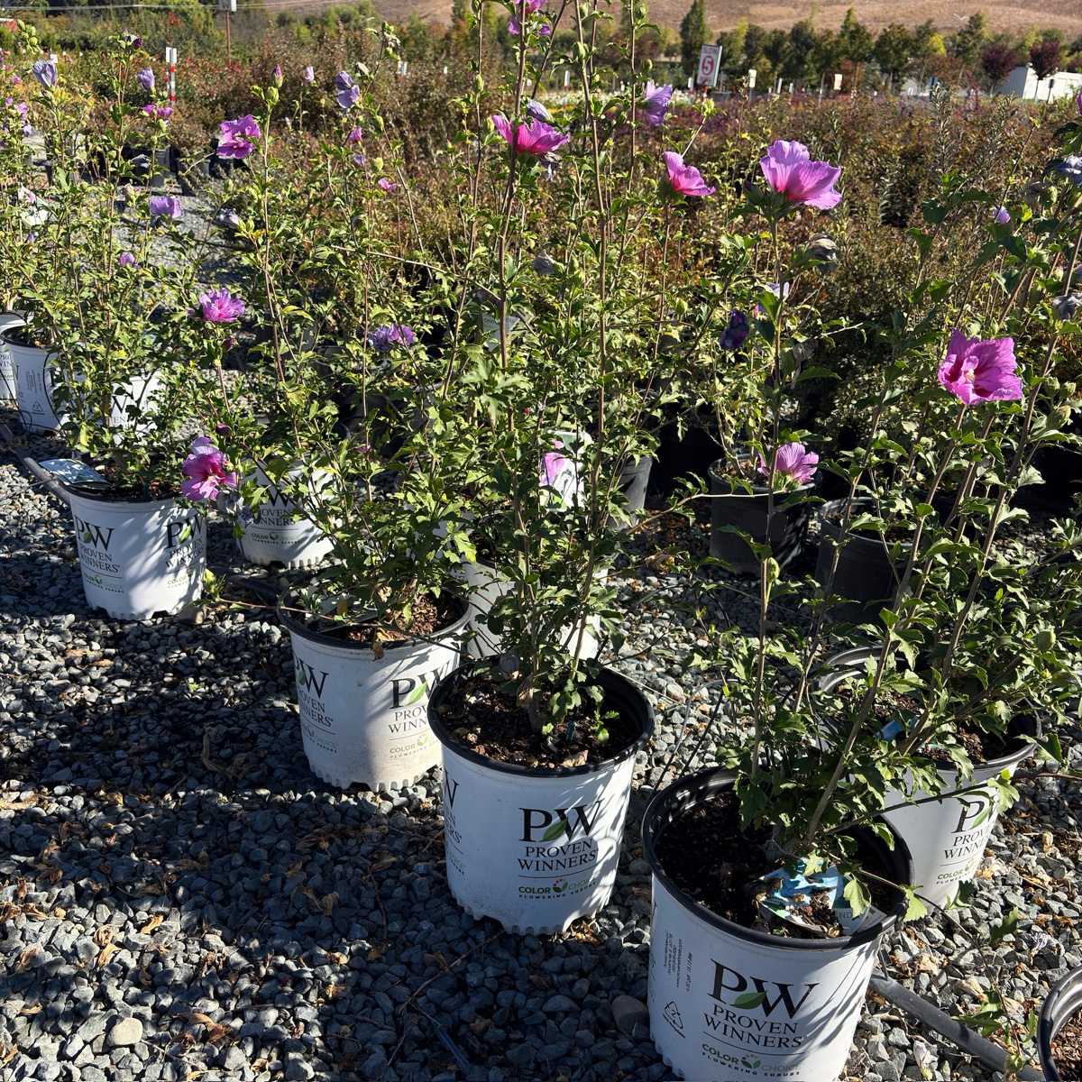 Lavender Chiffon Rose of Sharon