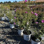 Lavender Chiffon Rose of Sharon
