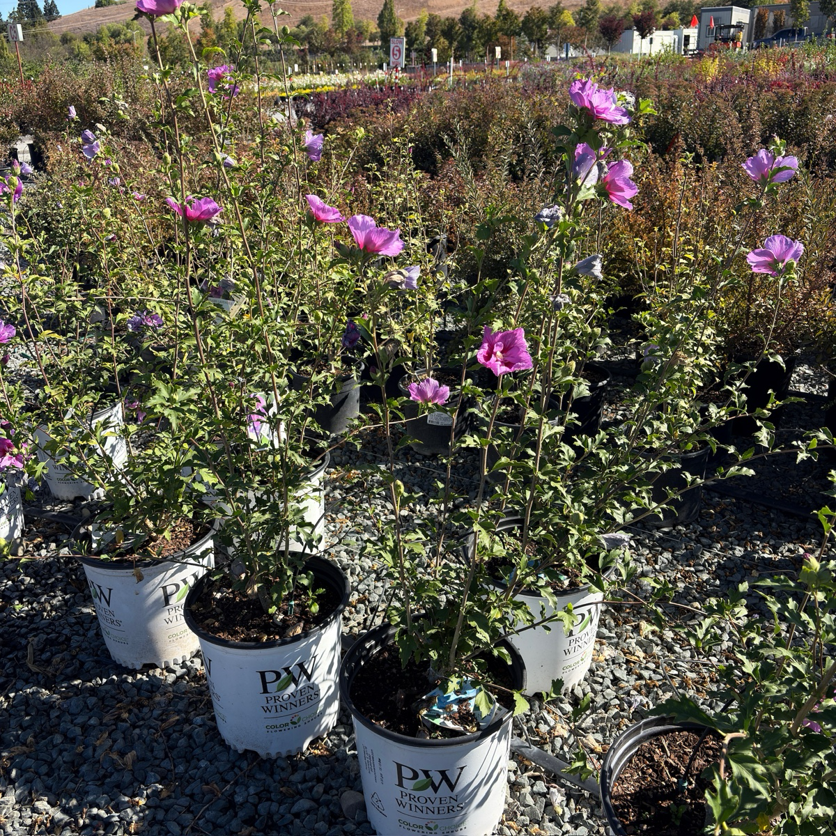 Lavender Chiffon Rose of Sharon