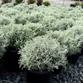 Row of potted Lavender Cotton with a grayish-green color on a gravel surface.