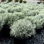 Row of potted Lavender Cotton with a grayish-green color on a gravel surface.