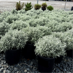 Row of potted Lavender Cotton on a gravel surface