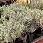 Lavender Cotton