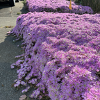 Row of Lavender Ice Plant growing along a paved path