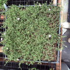 Square grid of Lavender Ice Plant in a potting tray with a blurred background