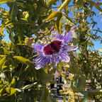 Lavender Lady Passion Flower