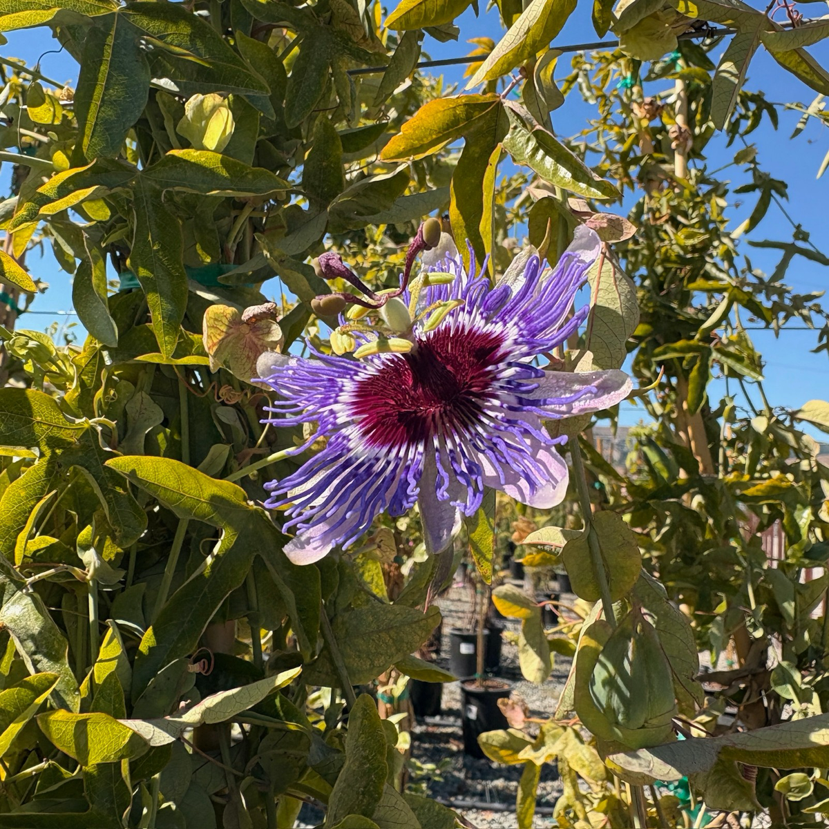 Lavender Lady Passion Flower