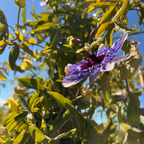 Lavender Lady Passion Flower