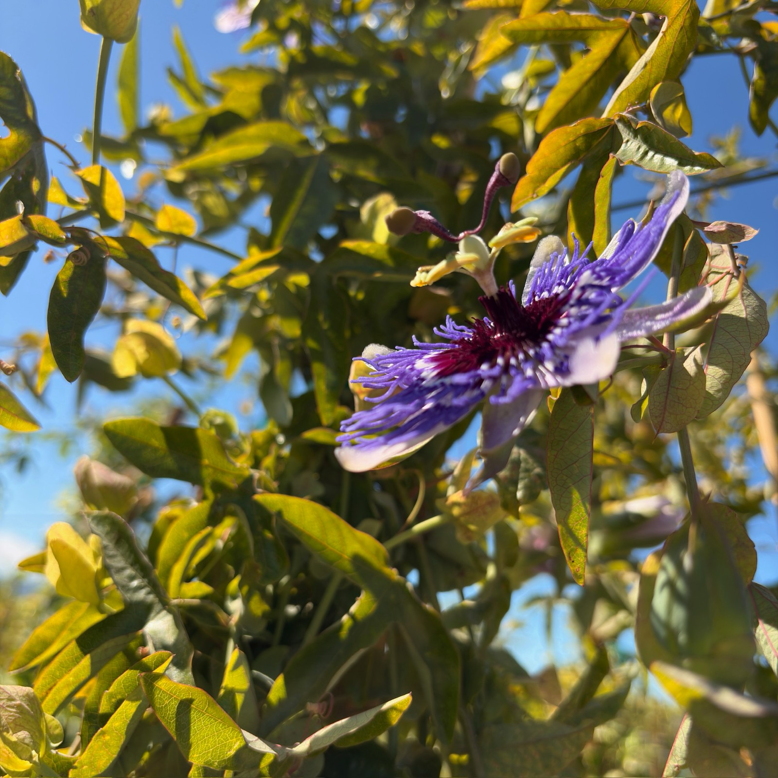 Lavender Lady Passion Flower