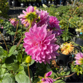 Lavender Perfection Dahlia