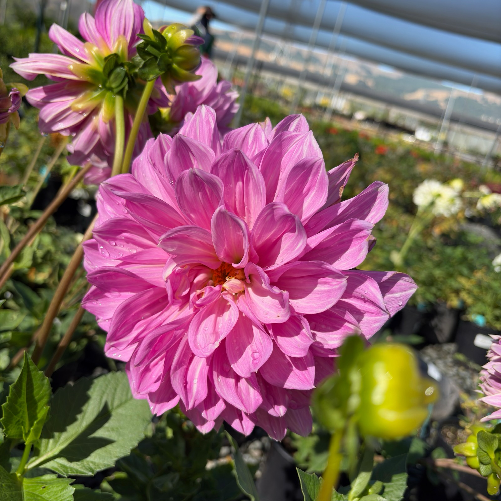 Lavender Perfection Dahlia