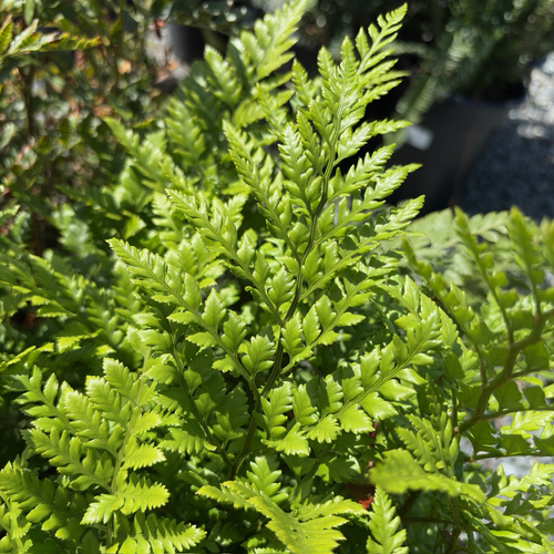 蕨 革叶蕨| 厚实绿叶| 耐阴易养| 庭院及盆栽观叶首选– Victory Nursery