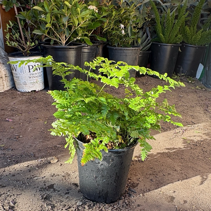 蕨 革叶蕨| 厚实绿叶| 耐阴易养| 庭院及盆栽观叶首选– Victory Nursery