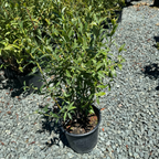 Potted Legacy Blueberry on a gravel surface