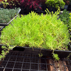 Lemon Ball Stonecrop in black pots on a grid, with other plants in the background