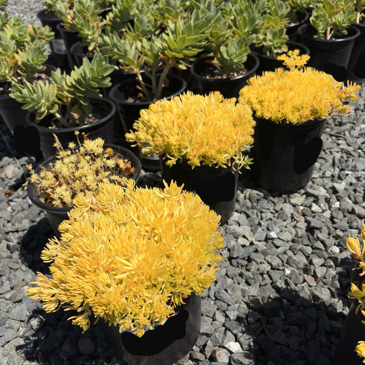 Lemon Ball Stonecrop
