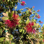 Lemon Bottlebrush