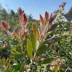 Lemon Bottlebrush