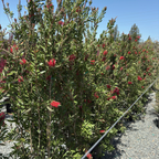 Lemon Bottlebrush