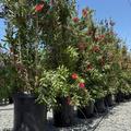 Lemon Bottlebrush