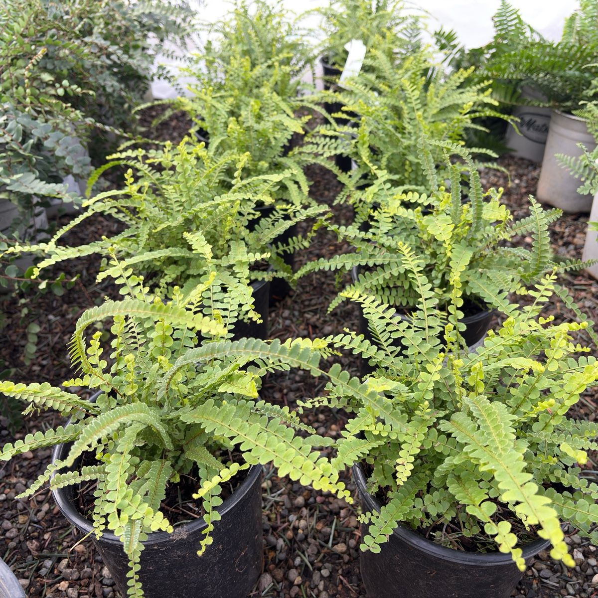 Lemon Button Fern