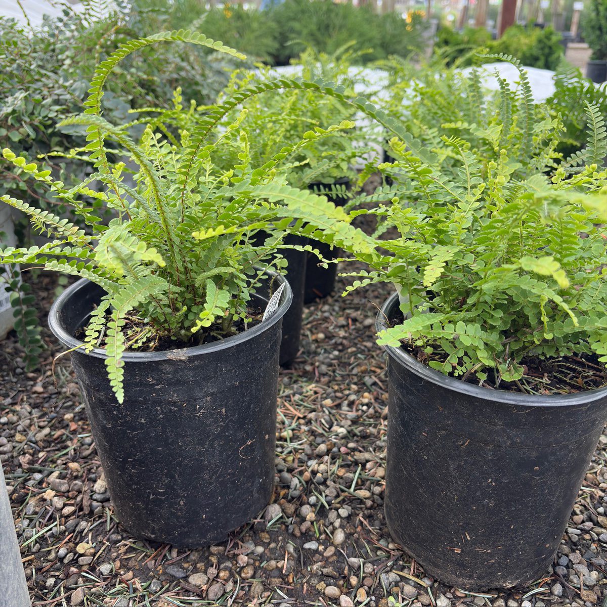 Lemon Button Fern