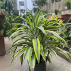 Lemon Lime Corn Plant