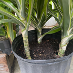 Lemon Lime Corn Plant