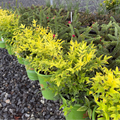 Row of potted Lemon Lime Heavenly Bamboo plants with green and yellow foliage on a gravel surface.