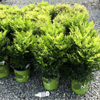Row of potted Lemon Lime Heavenly Bamboo shrubs in a garden center setting