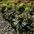 Row of potted Lemon Lime Heavenly Bamboo plants in a garden setting with gravel ground and trees in the background.