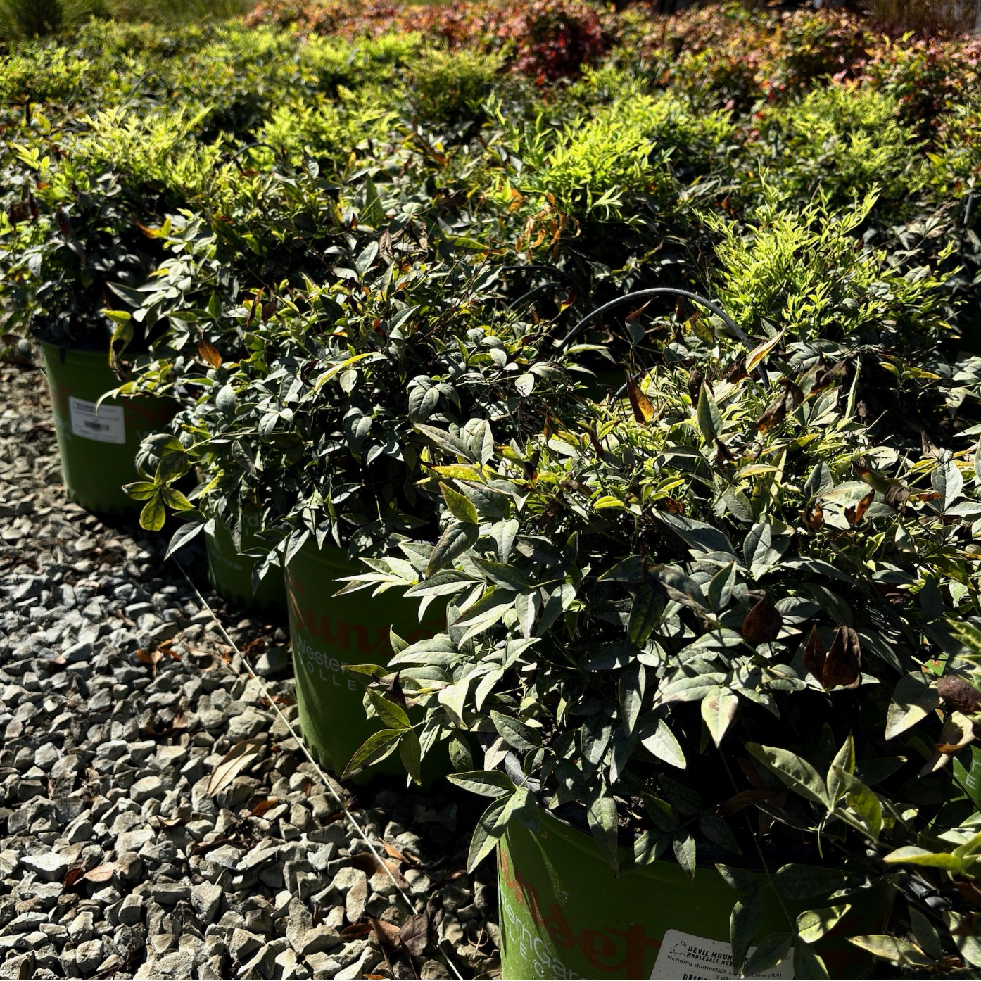 Row of potted Lemon Lime Heavenly Bamboo plants in a garden setting with gravel ground and trees in the background.