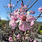 Leonard Messel Magnolia