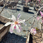 Leonard Messel Magnolia