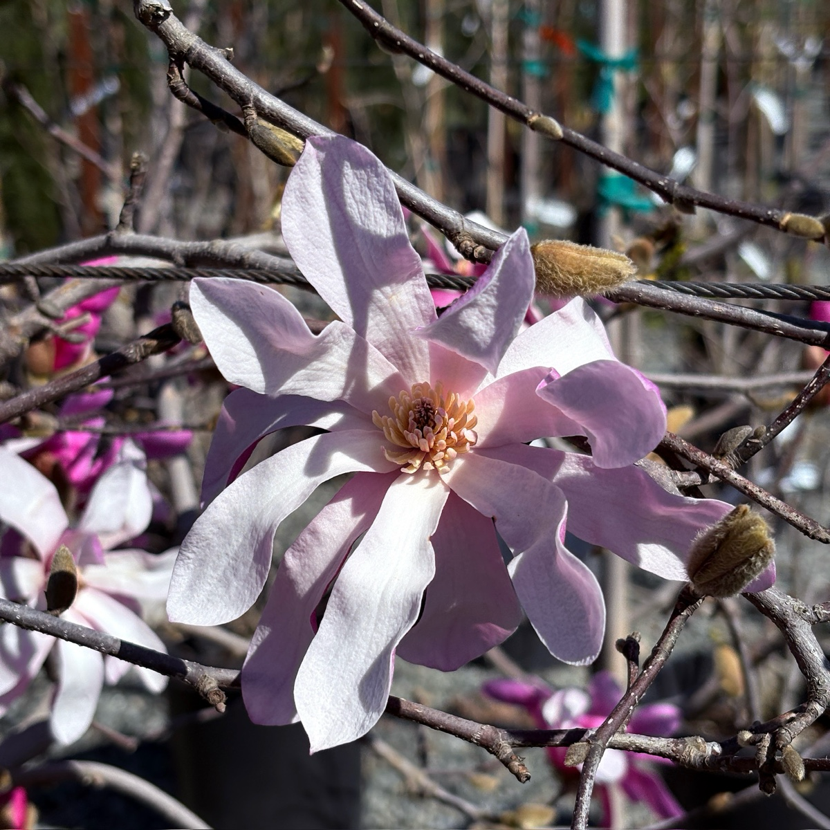 Leonard Messel Magnolia