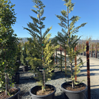 Leyland Cypress