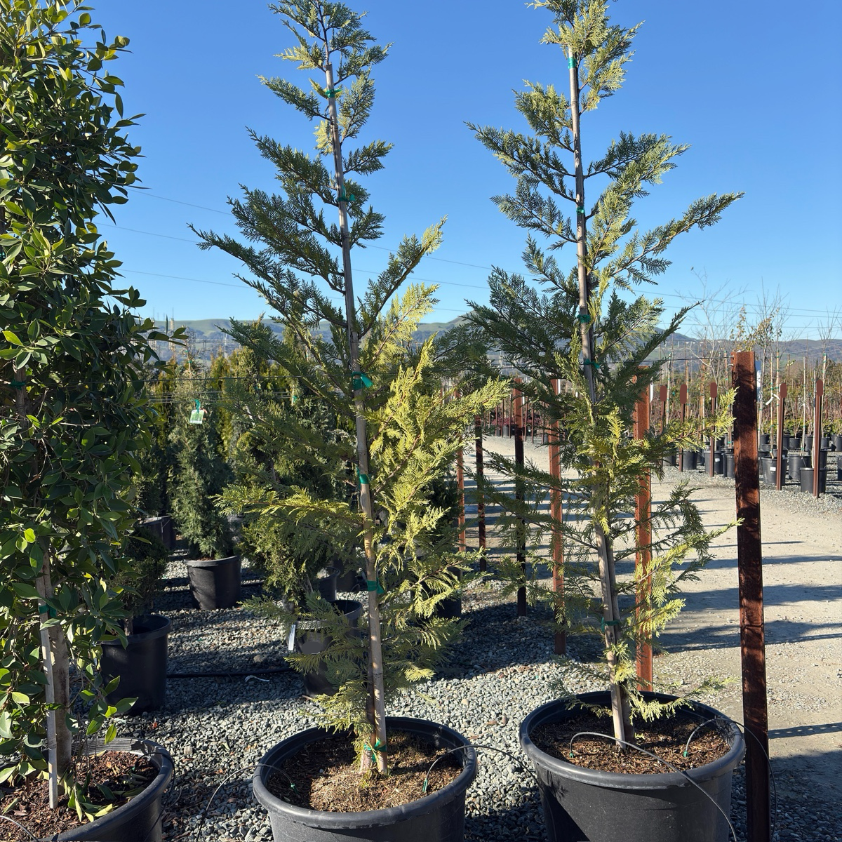 Leyland Cypress
