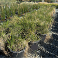 Leymus triticoides 'Lagunita'